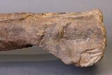 Huge, Adult Hadrosaur (Hypacrosaurus) Tibia Bone - Montana #245513-14